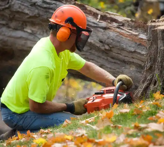 tree services Berrien Springs